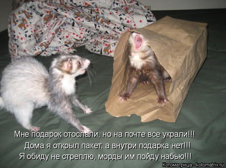 Дома я открыл пакет, а внутри подарка нет!!! Мне подарок отослали, но на почте все украли!!! Я обиду ... Котоматрица: Дома я открыл пакет, а внутри подарка нет!!! Мне подарок отослали, но на почте все украли!!! Я обиду не стреплю, морды им пойду набью!!!