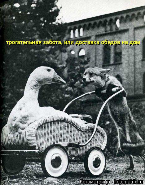 трогательная забота, или доставка обедов на дом... Котоматрица: трогательная забота, или доставка обедов на дом