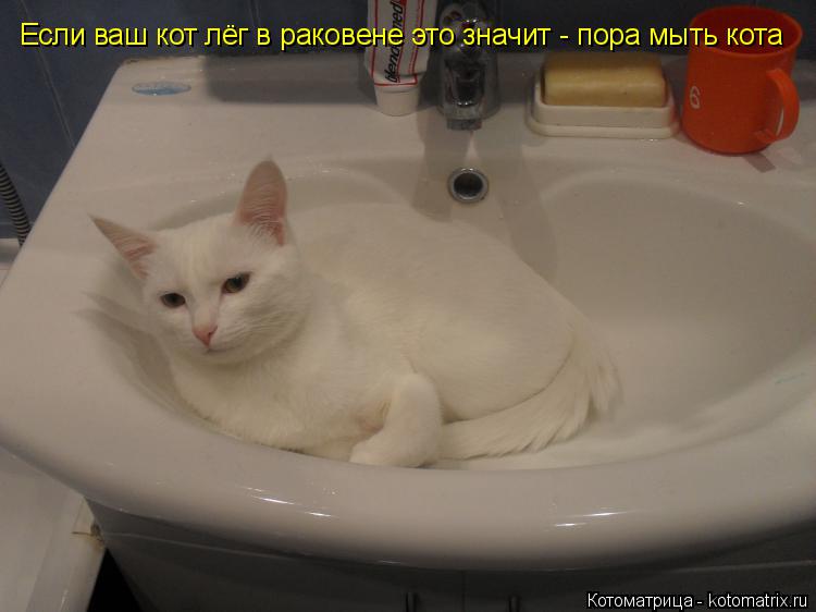 Если ваш кот лёг в раковене это значит - пора мыть кота... Котоматрица: Если ваш кот лёг в раковене это значит - пора мыть кота