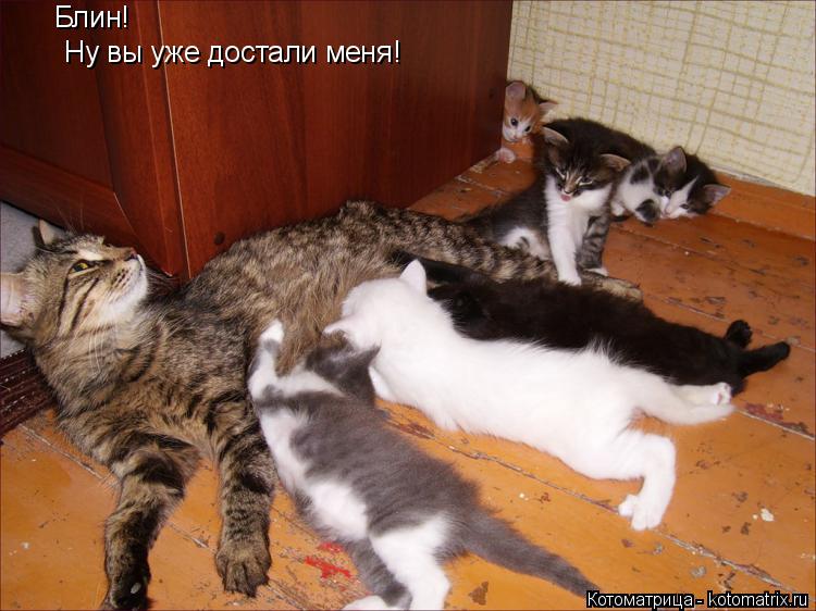 Котоматрица: Блин! Ну вы уже достали меня!