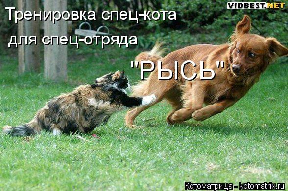 Тренировка спец-кота для спец-отряда "РЫСЬ"... Котоматрица: Тренировка спец-кота для спец-отряда "РЫСЬ"
