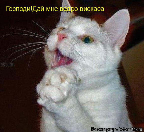 Господи!Дай мне ведро вискаса... Котоматрица: Господи!Дай мне ведро вискаса