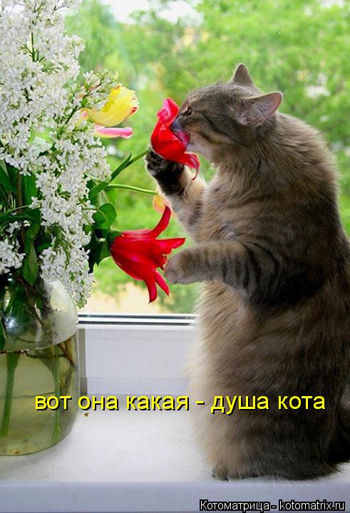 вот она какая - душа кота... Котоматрица: вот она какая - душа кота