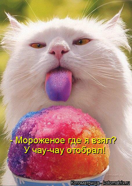 - Мороженое где я взял? У чау-чау отобрал!... Котоматрица: - Мороженое где я взял? У чау-чау отобрал!