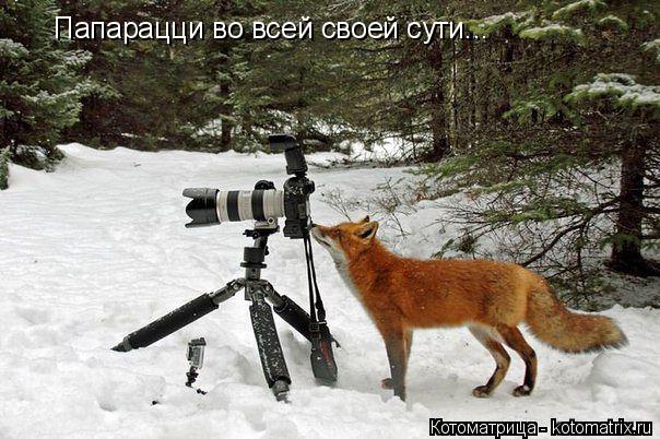 Папарацци во всей своей сути...... Котоматрица: Папарацци во всей своей сути...