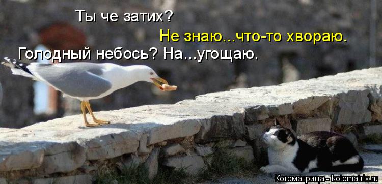 Ты че затих? Не знаю...что-то хвораю. Голодный небось? На...угощаю.... Котоматрица: Ты че затих? Не знаю...что-то хвораю. Голодный небось? На...угощаю.