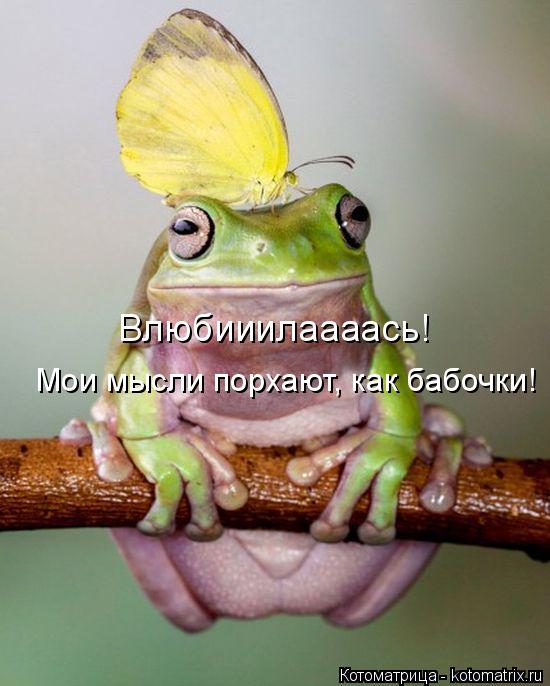 Влюбииилаааась! Мои мысли порхают, как бабочки!... Котоматрица: Влюбииилаааась! Мои мысли порхают, как бабочки!