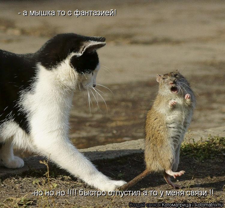 -но но но !!!! быстро отпустил а то у меня связи !! - а мышка то с фантазией!... Котоматрица: -но но но !!!! быстро отпустил а то у меня связи !! - а мышка то с фантазией!