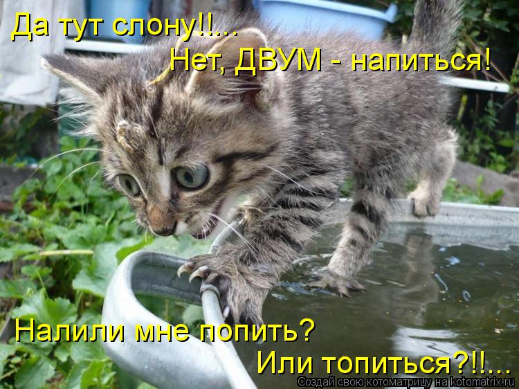 Да тут слону!!... Нет, ДВУМ - напиться! Налили мне попить? Или топиться?!!...... Котоматрица: Да тут слону!!... Нет, ДВУМ - напиться! Налили мне попить? Или топиться?!!...