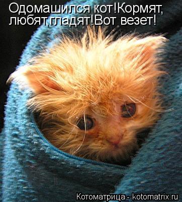 Одомашился кот!Кормят, любят,гладят!Вот везет!... Котоматрица: Одомашился кот!Кормят, любят,гладят!Вот везет!
