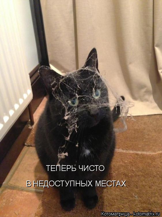 ТЕПЕРЬ ЧИСТО В НЕДОСТУПНЫХ МЕСТАХ... Котоматрица: ТЕПЕРЬ ЧИСТО В НЕДОСТУПНЫХ МЕСТАХ