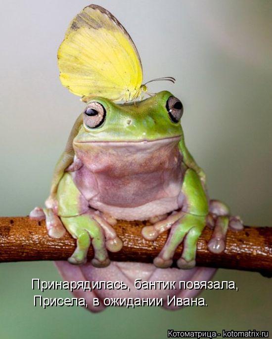 Принарядилась, бантик повязала, Присела, в ожидании Ивана.... Котоматрица: Принарядилась, бантик повязала, Присела, в ожидании Ивана.