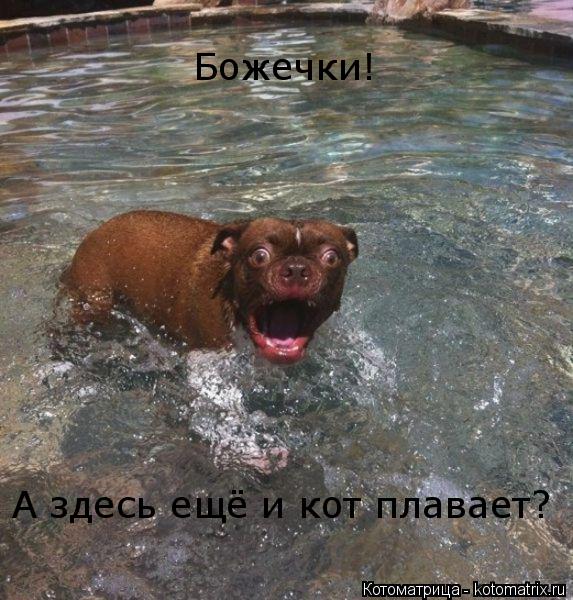 А здесь ещё и кот плавает? Божечки! Божечки!... Котоматрица: А здесь ещё и кот плавает? Божечки! Божечки!