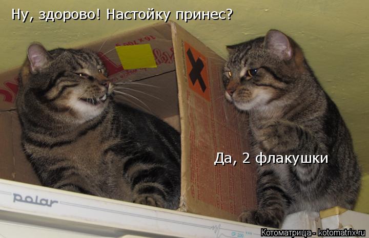 Ну, здорово! Настойку принес? Да, 2 флакушки... Котоматрица: Ну, здорово! Настойку принес? Да, 2 флакушки