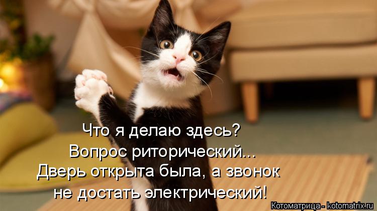 Что я делаю здесь? Вопрос риторический... Дверь открыта была, а звонок не достать электрический!... Котоматрица: Что я делаю здесь? Вопрос риторический... Дверь открыта была, а звонок не достать электрический!