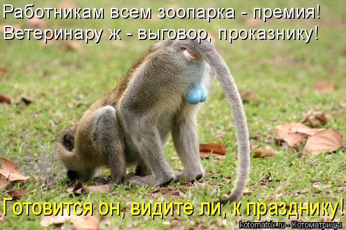 Котоматрица: Работникам всем зоопарка - премия! Ветеринару ж - выговор, проказнику! Готовится он, видите ли, к празднику!