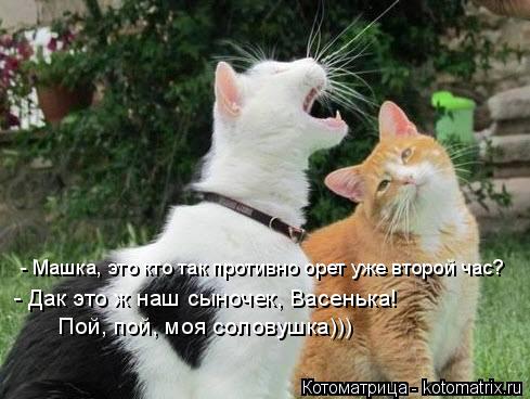 - Машка, это кто так противно орет уже второй час? - Дак это ж наш сыночек, Васенька! Пой, пой, моя с... Котоматрица: - Машка, это кто так противно орет уже второй час? - Дак это ж наш сыночек, Васенька! Пой, пой, моя соловушка)))