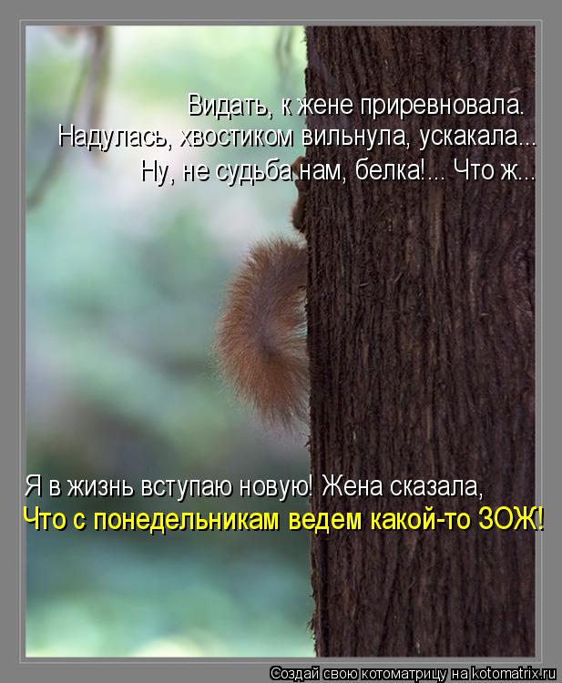 Видать, к жене приревновала. Надулась, хвостиком вильнула, ускакала... Ну, не судьба нам, белка!... Ч... Котоматрица: Видать, к жене приревновала. Надулась, хвостиком вильнула, ускакала... Ну, не судьба нам, белка!... Что ж... Я в жизнь вступаю новую! Жена сказала,