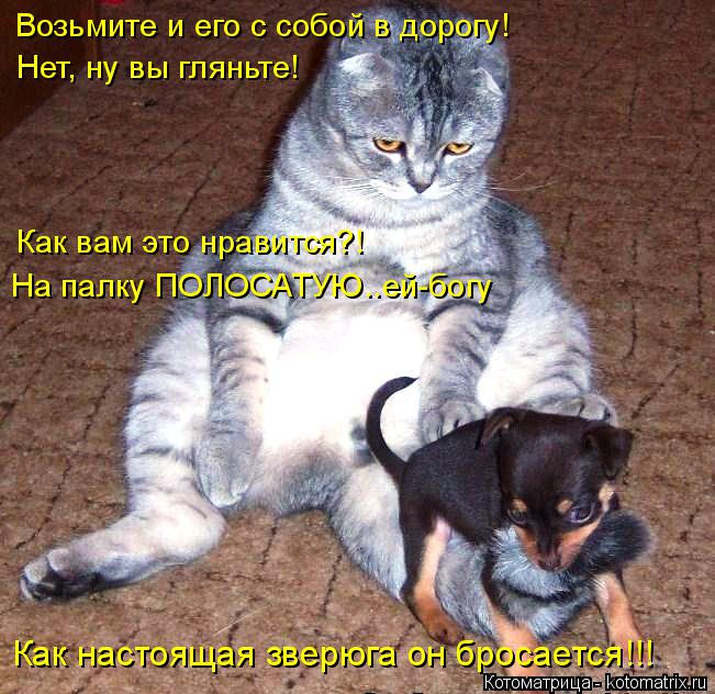 Возьмите и его с собой в дорогу! Нет, ну вы гляньте! Как вам это нравится?! На палку ПОЛОСАТУЮ..ей-бо... Котоматрица: Возьмите и его с собой в дорогу! Нет, ну вы гляньте! Как вам это нравится?! На палку ПОЛОСАТУЮ..ей-богу Как настоящая зверюга он бросается!!!