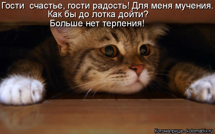 Гости счастье, гости радость! Для меня мучения. Как бы до лотка дойти? Больше нет терпения!... Котоматрица: Гости счастье, гости радость! Для меня мучения. Как бы до лотка дойти? Больше нет терпения!