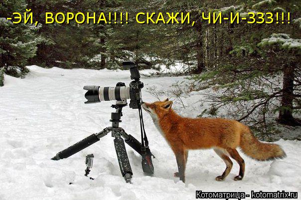 -ЭЙ, ВОРОНА!!!! СКАЖИ, ЧИ-И-ЗЗЗ!!!... Котоматрица: -ЭЙ, ВОРОНА!!!! СКАЖИ, ЧИ-И-ЗЗЗ!!!