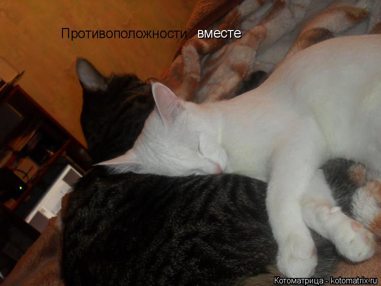 Противоположности вместе... Котоматрица: Противоположности вместе