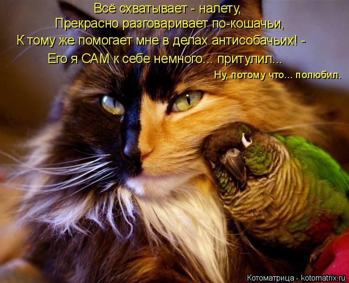 Прекрасно разговаривает по-кошачьи, Ну, потому что... полюбил. Всё схватывает - налету, Его я САМ к с... Котоматрица: Прекрасно разговаривает по-кошачьи, Ну, потому что... полюбил. Всё схватывает - налету, Его я САМ к себе немного... притулил... К тому же помогае