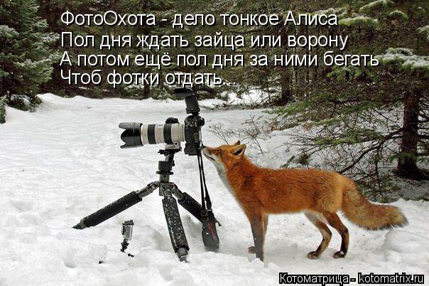 ФотоОхота - дело тонкое Алиса Пол дня ждать зайца или ворону А потом ещё пол дня за ними бегать Чтоб ... Котоматрица: ФотоОхота - дело тонкое Алиса Пол дня ждать зайца или ворону А потом ещё пол дня за ними бегать Чтоб фотки отдать...