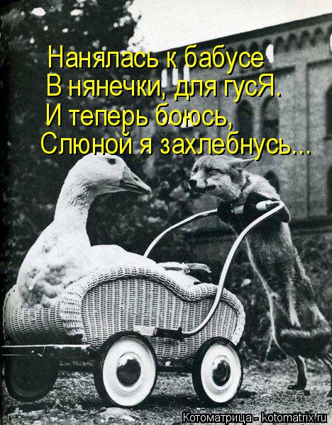 Нанялась к бабусе В нянечки, для гусЯ. И теперь боюсь, Слюной я захлебнусь...... Котоматрица: Нанялась к бабусе В нянечки, для гусЯ. И теперь боюсь, Слюной я захлебнусь...