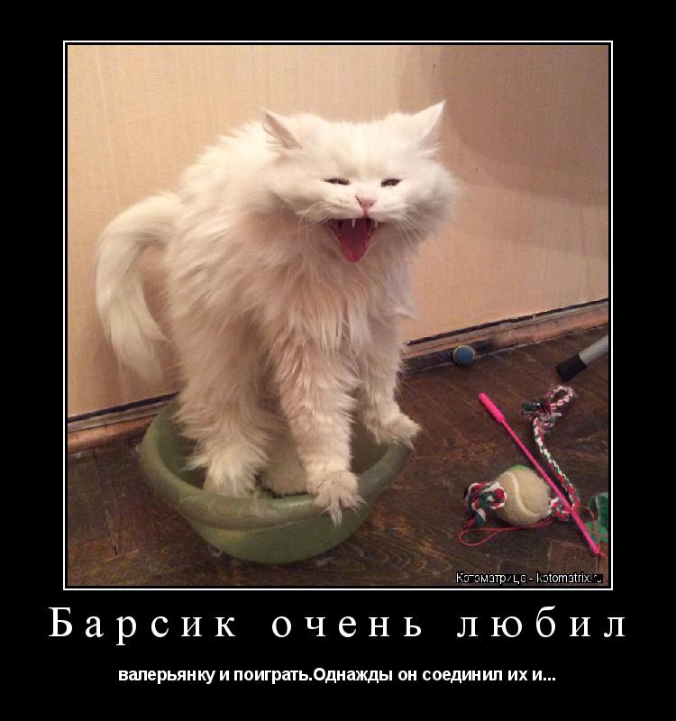 Барсик очень любил валерьянку и поиграть.Однажды он соединил их и...... Котоматрица: Барсик очень любил валерьянку и поиграть.Однажды он соединил их и...