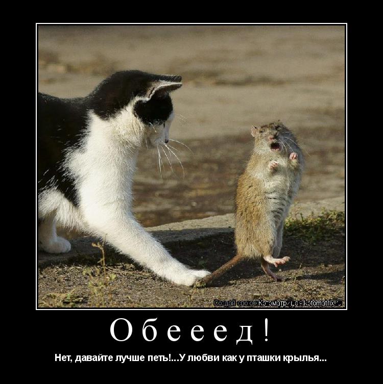 Обееед! Нет, давайте лучше петь!...У любви как у пташки крылья...... Котоматрица: Обееед! Нет, давайте лучше петь!...У любви как у пташки крылья...
