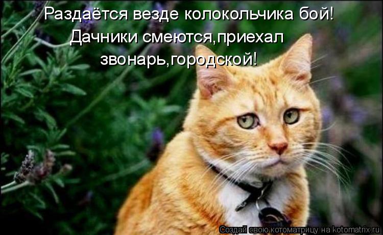 Раздаётся везде колокольчика бой! Дачники смеются,приехал звонарь,городской!... Котоматрица: Раздаётся везде колокольчика бой! Дачники смеются,приехал звонарь,городской!