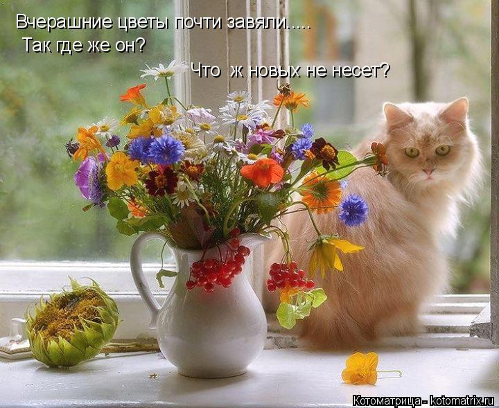 Котоматрица: Вчерашние цветы почти завяли.....  Так где же он? Что  ж новых не несет?