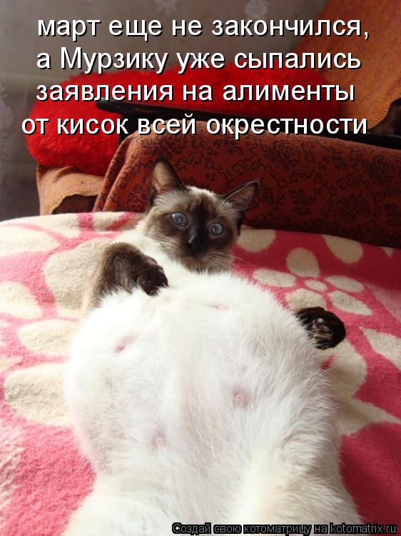 март еще не закончился, а Мурзику уже сыпались заявления на алименты от кисок всей окрестности... Котоматрица: март еще не закончился, а Мурзику уже сыпались заявления на алименты от кисок всей окрестности