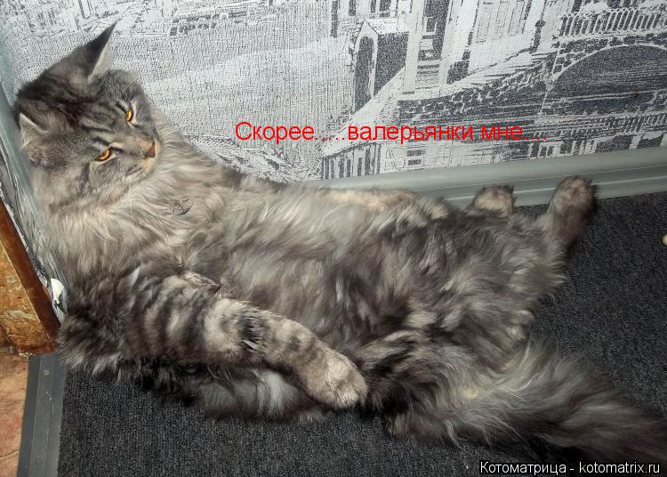 Скорее.....валерьянки мне....... Котоматрица: Скорее.....валерьянки мне....