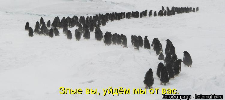 Злые вы, уйдём мы от вас.... Котоматрица: Злые вы, уйдём мы от вас.