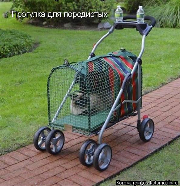 Прогулка для породистых... Котоматрица: Прогулка для породистых