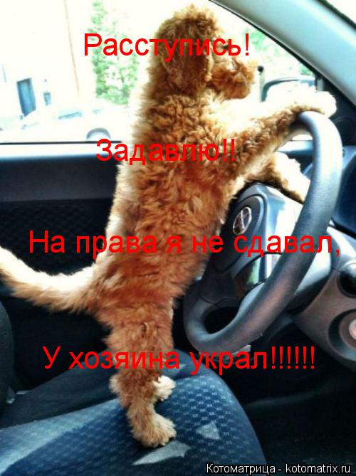 Расступись! Задавлю!! На права я не сдавал, У хозяина украл!!!!!!... Котоматрица: Расступись! Задавлю!! На права я не сдавал, У хозяина украл!!!!!!