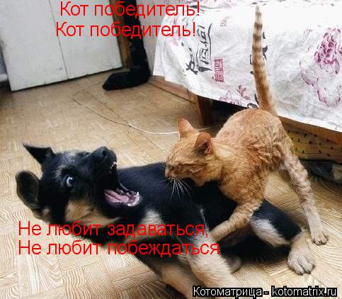 Кот победитель! Кот победитель! Не любит задаваться, Не любит побеждаться... Котоматрица: Кот победитель! Кот победитель! Не любит задаваться, Не любит побеждаться
