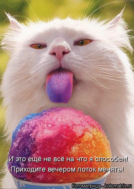 И это ещё не всё на что я способен! Приходите вечером лоток менять!... Котоматрица: И это ещё не всё на что я способен! Приходите вечером лоток менять!