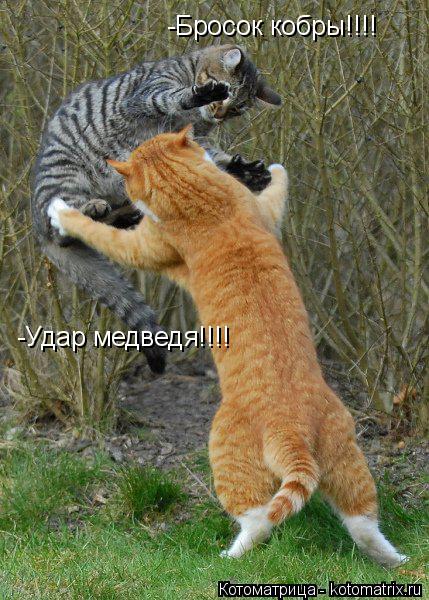 -Удар медведя!!!! -Бросок кобры!!!!... Котоматрица: -Удар медведя!!!! -Бросок кобры!!!!