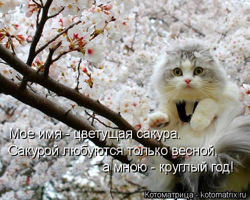 Мое имя - цветущая сакура. Сакурой любуются только весной, а мною - круглый год!... Котоматрица: Мое имя - цветущая сакура. Сакурой любуются только весной, а мною - круглый год!