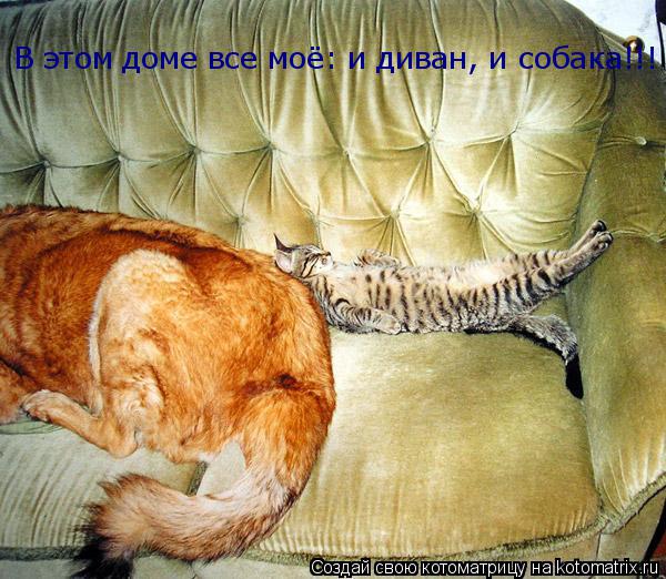 Котоматрица: В этом доме все моё: и диван, и собака!!!