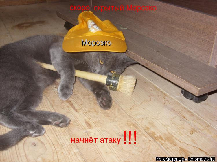 скрытый Морозко Морозко скоро начнёт атаку !!!... Котоматрица: скрытый Морозко Морозко скоро начнёт атаку !!!