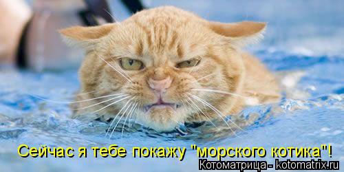 Сейчас я тебе покажу "морского котика"!... Котоматрица: Сейчас я тебе покажу "морского котика"!