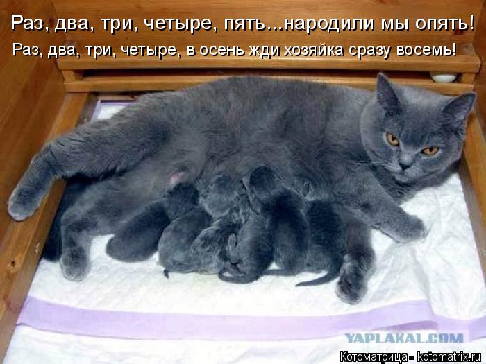 Раз, два, три, четыре, пять...народили мы опять! Раз, два, три, четыре, в осень жди хозяйка сразу вос... Котоматрица: Раз, два, три, четыре, пять...народили мы опять! Раз, два, три, четыре, в осень жди хозяйка сразу восемь!