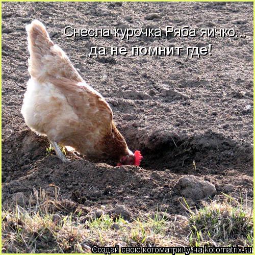 Снесла курочка Ряба яичко... да не помнит где!... Котоматрица: Снесла курочка Ряба яичко... да не помнит где!