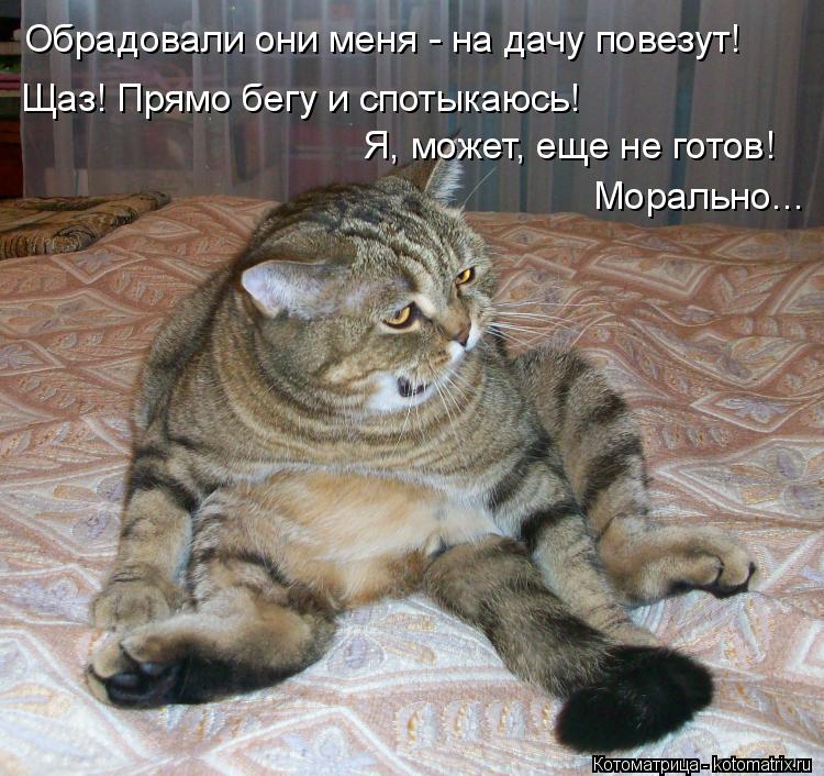 Обрадовали они меня - на дачу повезут! Щаз! Прямо бегу и спотыкаюсь! Я, может, еще не готов! Морально... Котоматрица: Обрадовали они меня - на дачу повезут! Щаз! Прямо бегу и спотыкаюсь! Я, может, еще не готов! Морально...