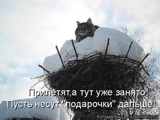 Прилетят,а тут уже занято! Пусть несут "подарочки" дальше!... Котоматрица: Прилетят,а тут уже занято! Пусть несут "подарочки" дальше!
