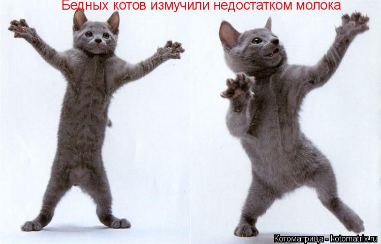 Бедных котов измучили недостатком молока... Котоматрица: Бедных котов измучили недостатком молока